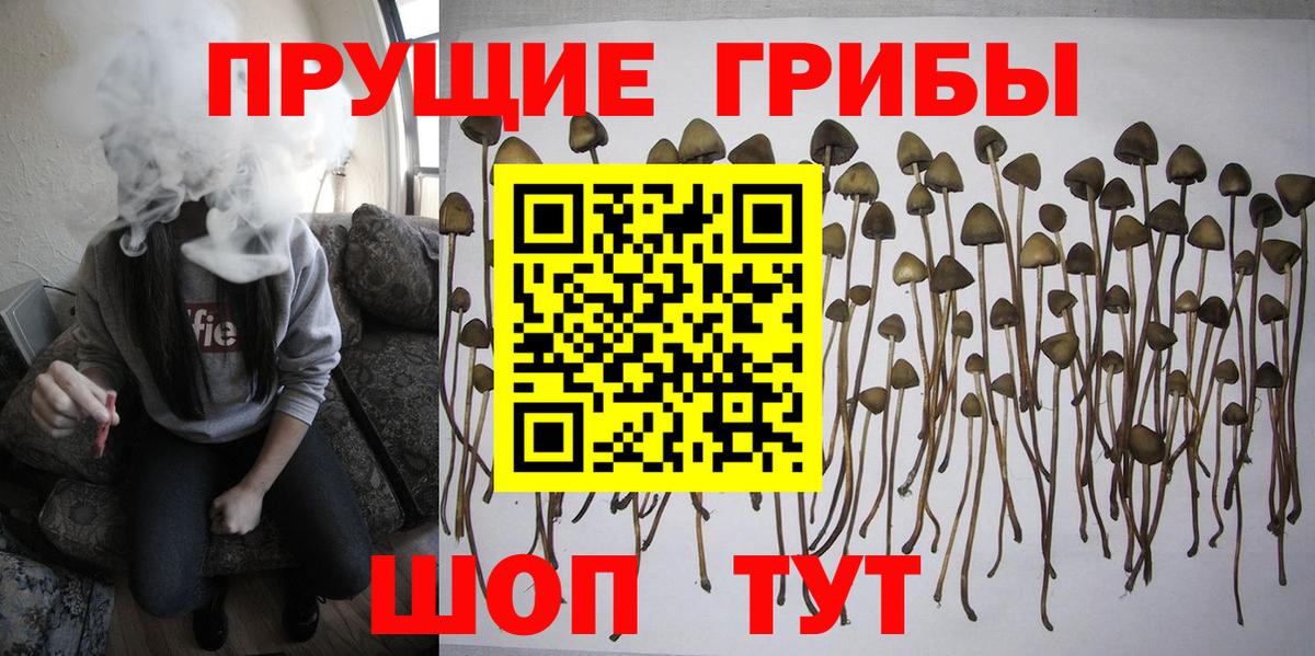 Псилоцибиновые грибы GOLDEN TEACHER Славгород